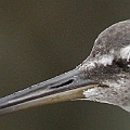 Wandering Tattler